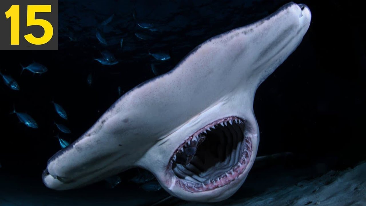 TOP 15 Amazing Shark Species - What The Heck?