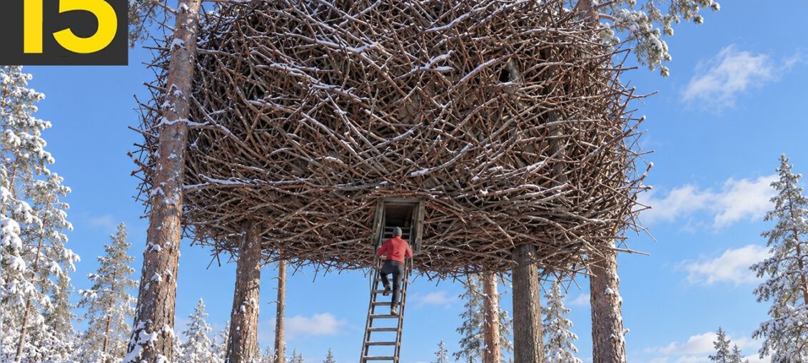 15 incredible treehouses and unusual homes built among trees around the world